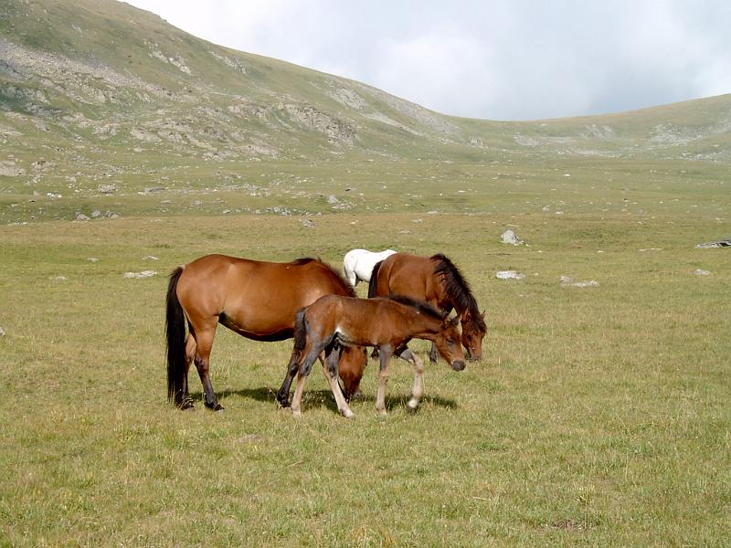 pirin_a_rila_08_202.jpg