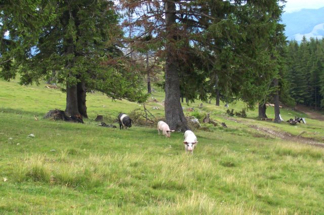 photo29.jpg